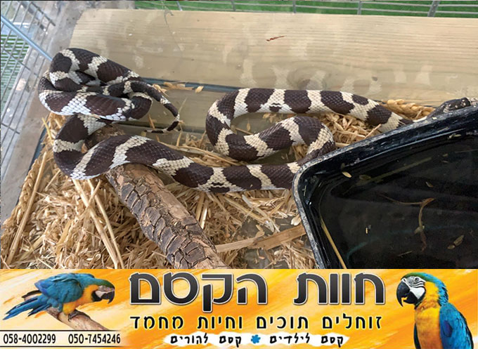 جديد في كفر قاسم - חוות הקסם